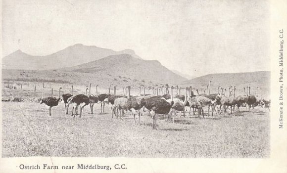 Middelburg Ostrich Farm