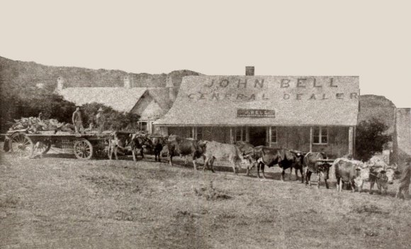 Wagon and oxen outside Bell_s Store